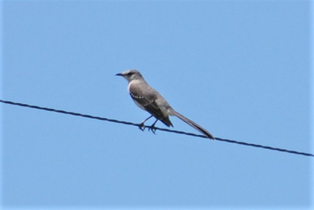 Northern Mockingbird - ML163115691