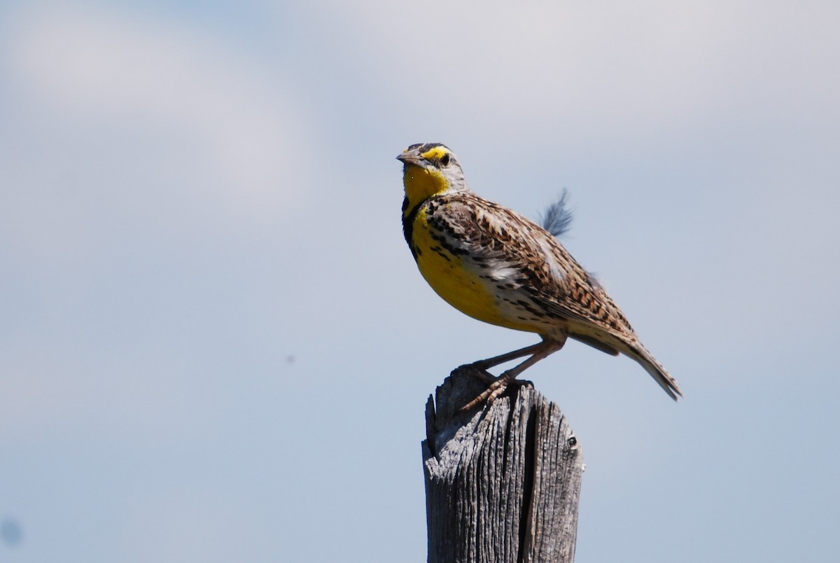 Western Meadowlark - ML163116201