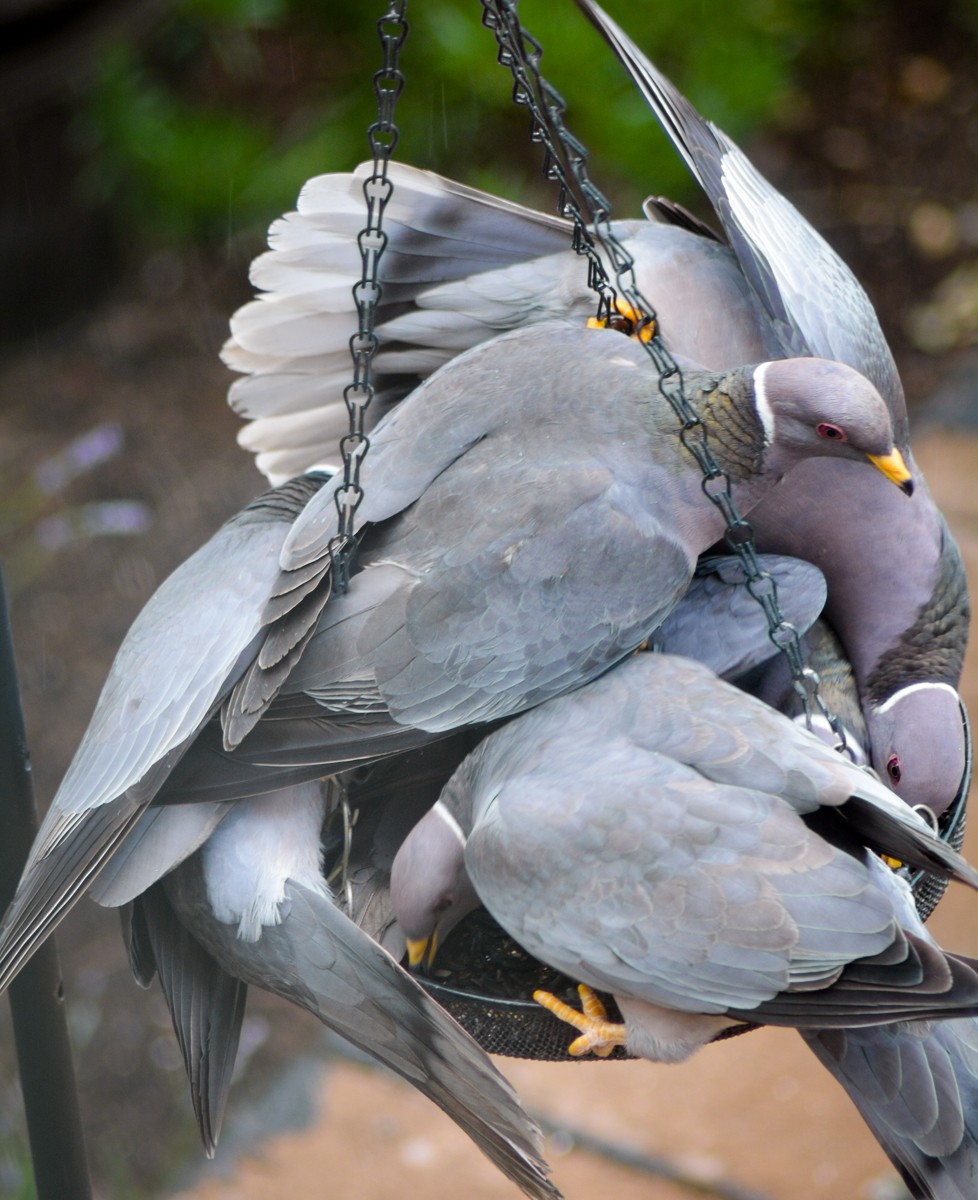 Band-tailed Pigeon - Joy Jensen