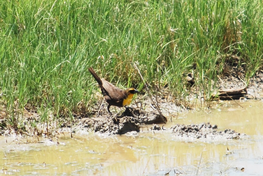 Yellow-headed Blackbird - ML163116961