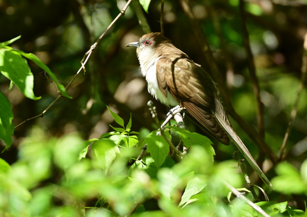 Black-billed Cuckoo - ML163117541