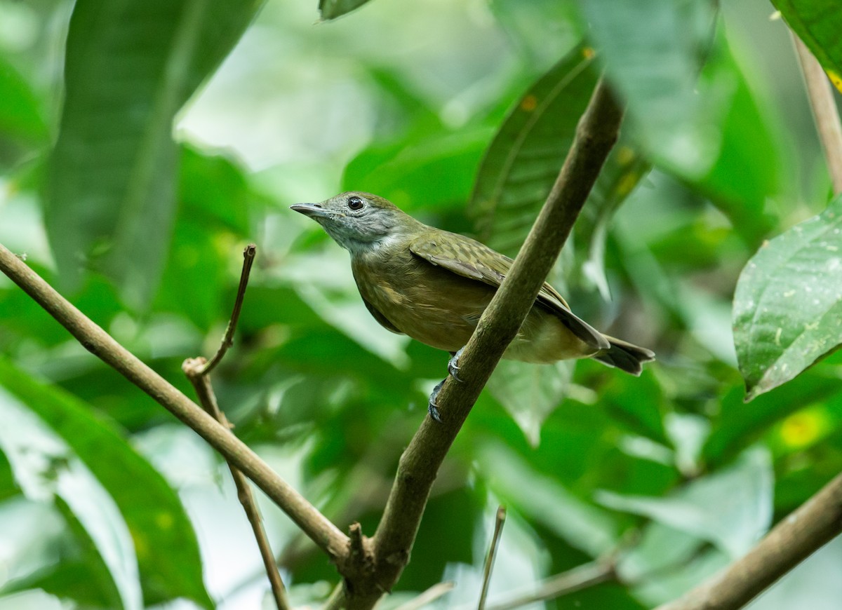 Orange-crowned Manakin - ML163118091