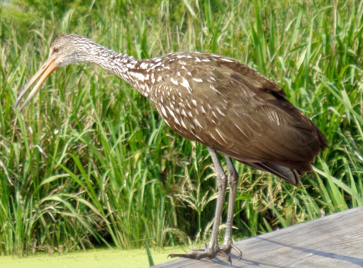 Limpkin - ML163118761