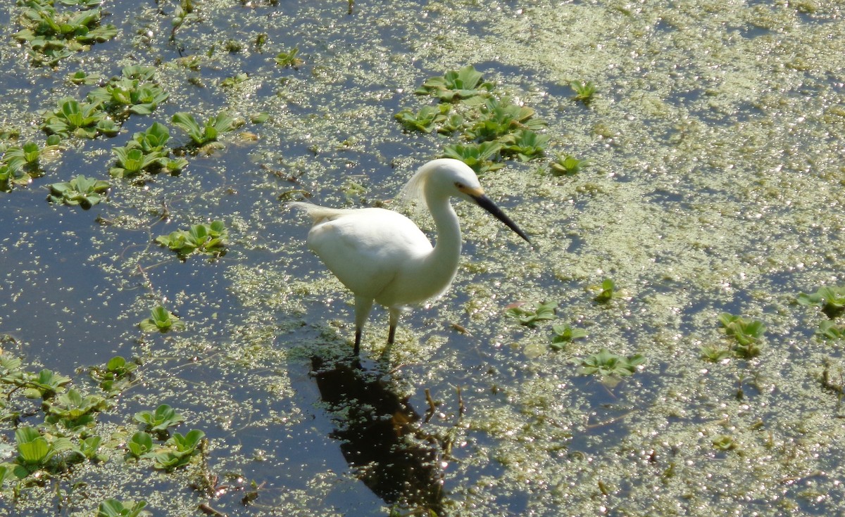 Aigrette neigeuse - ML163118781