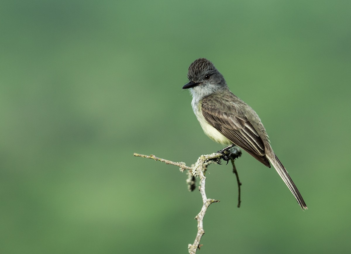 Sooty-crowned Flycatcher - ML163118841