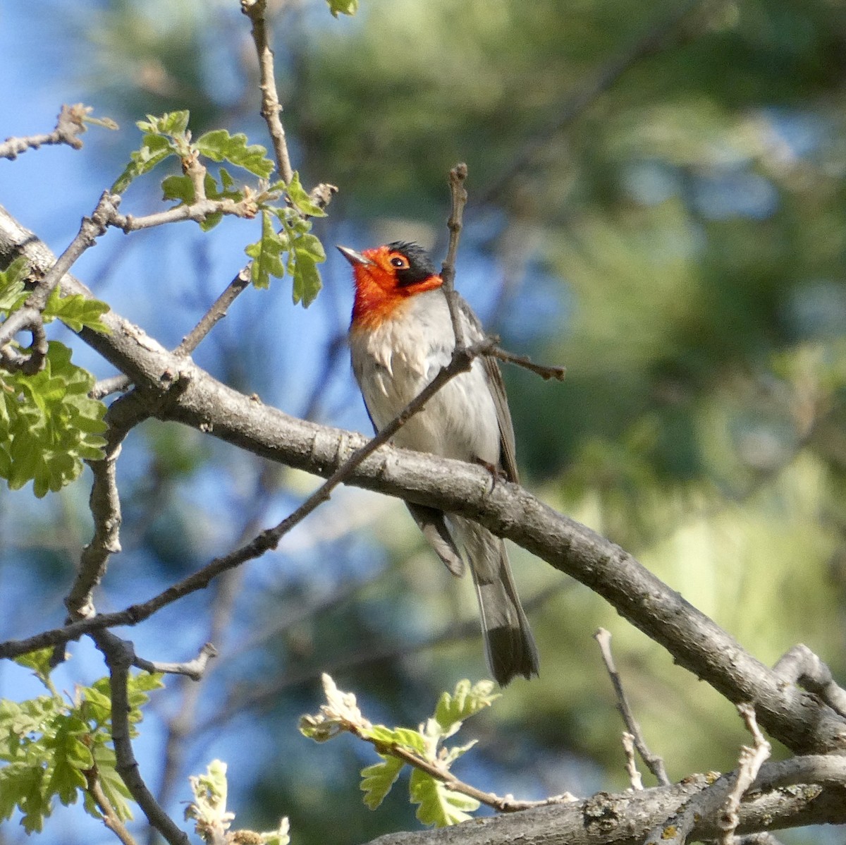 Paruline à face rouge - ML163119161