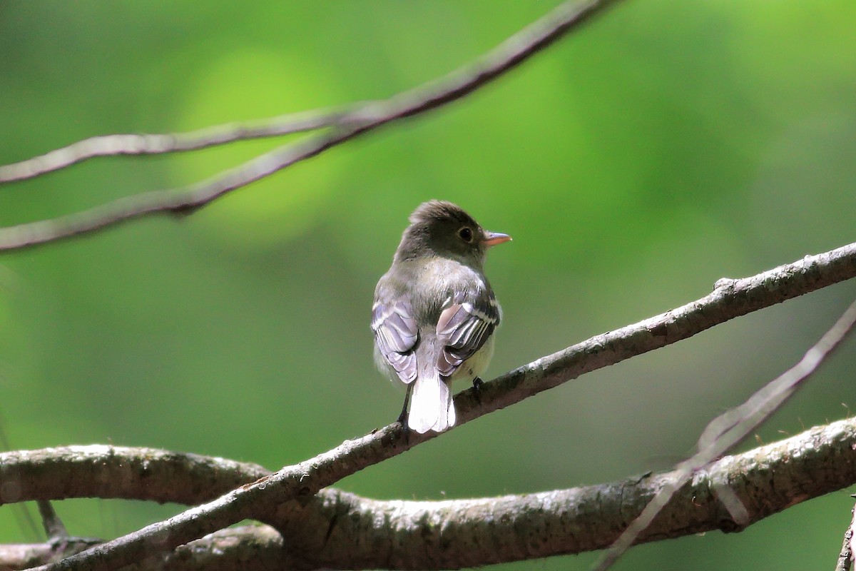 Acadian Flycatcher - ML163120251