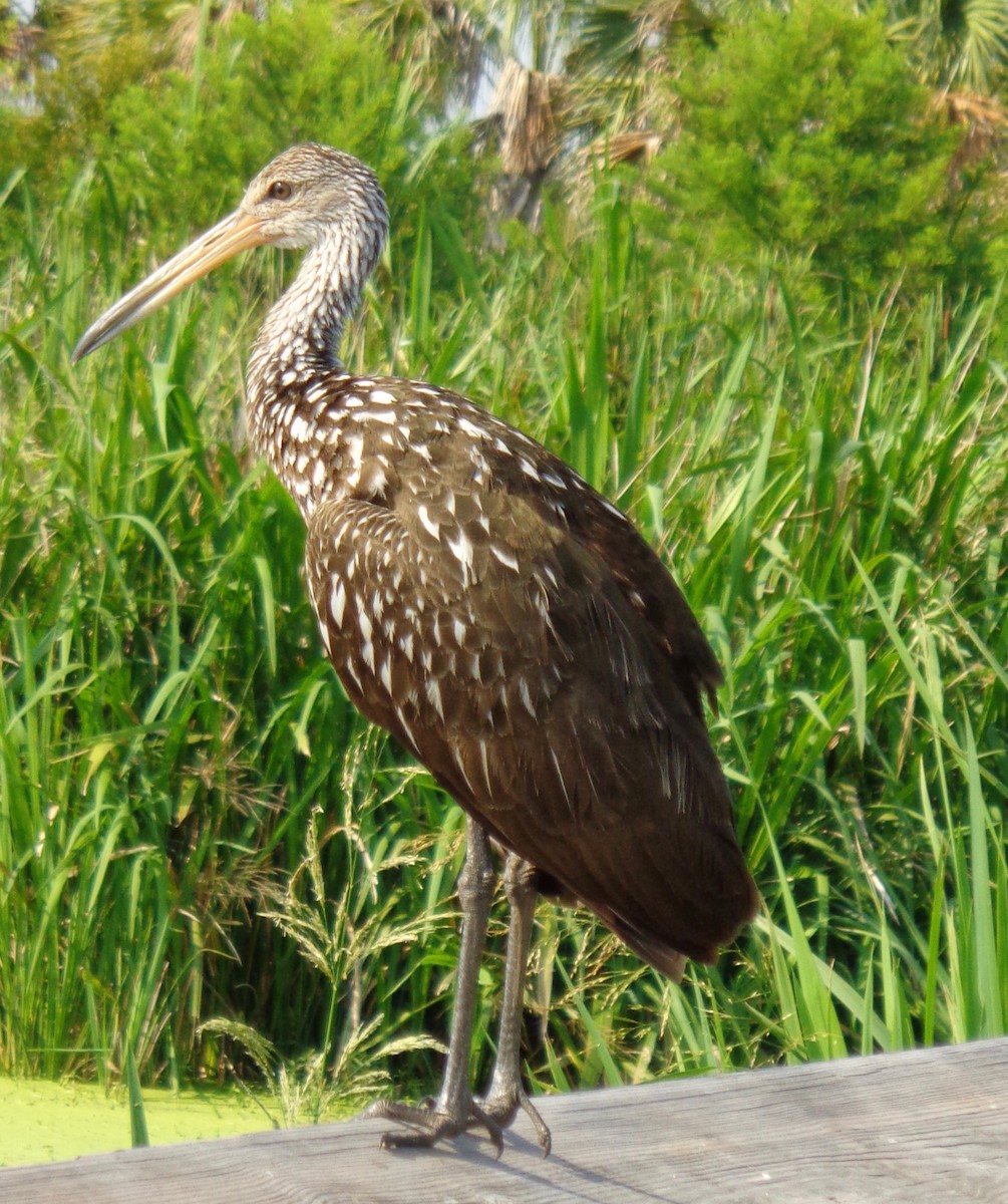 Limpkin - ML163120481