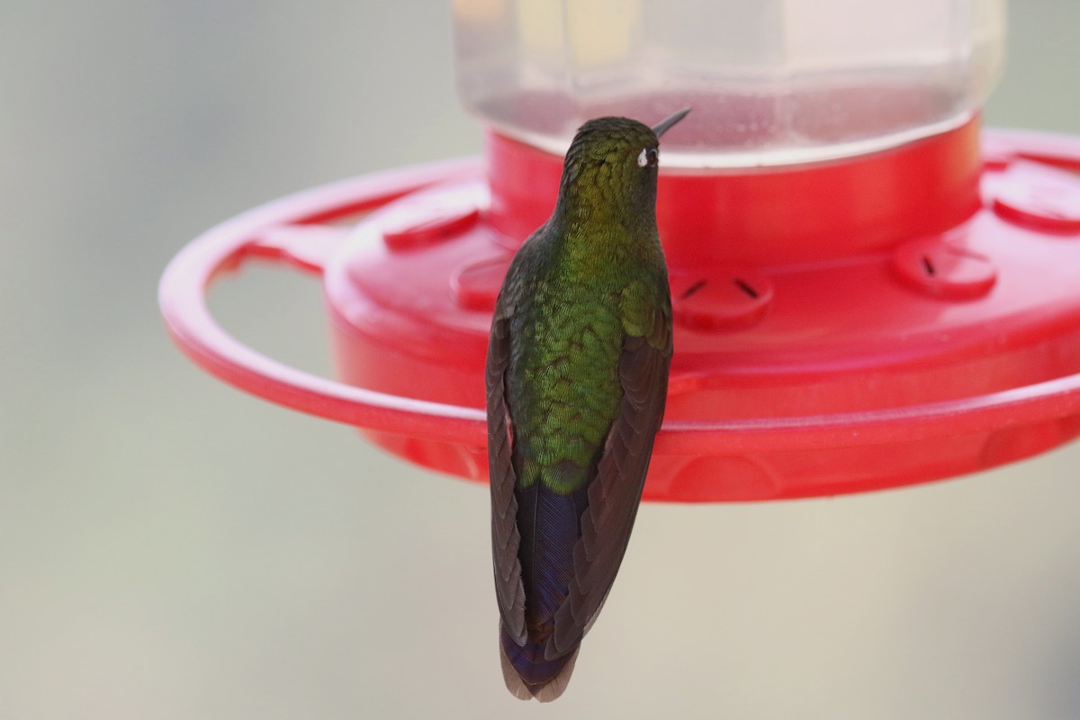 kolibřík dřišťálový - ML163120861