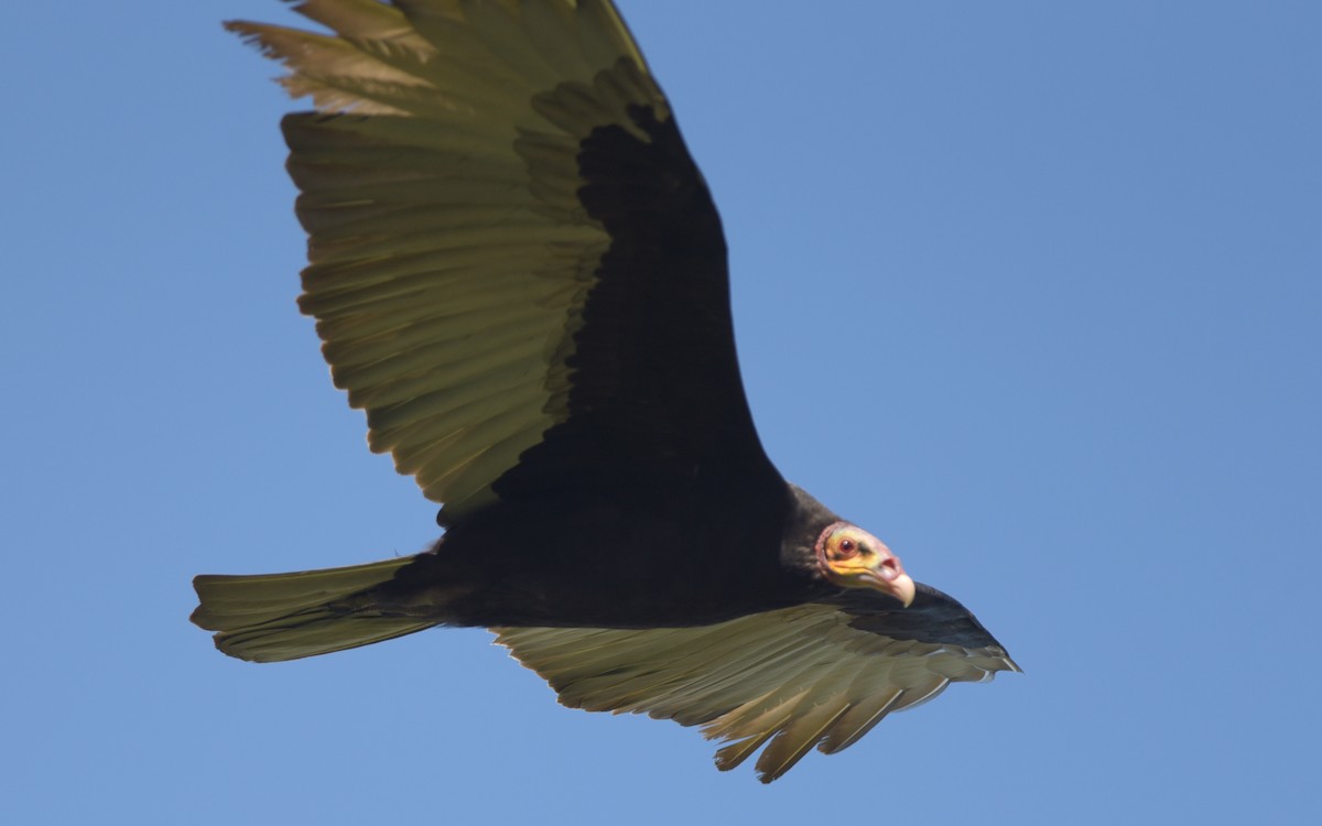 Lesser Yellow-headed Vulture - Luiz Moschini