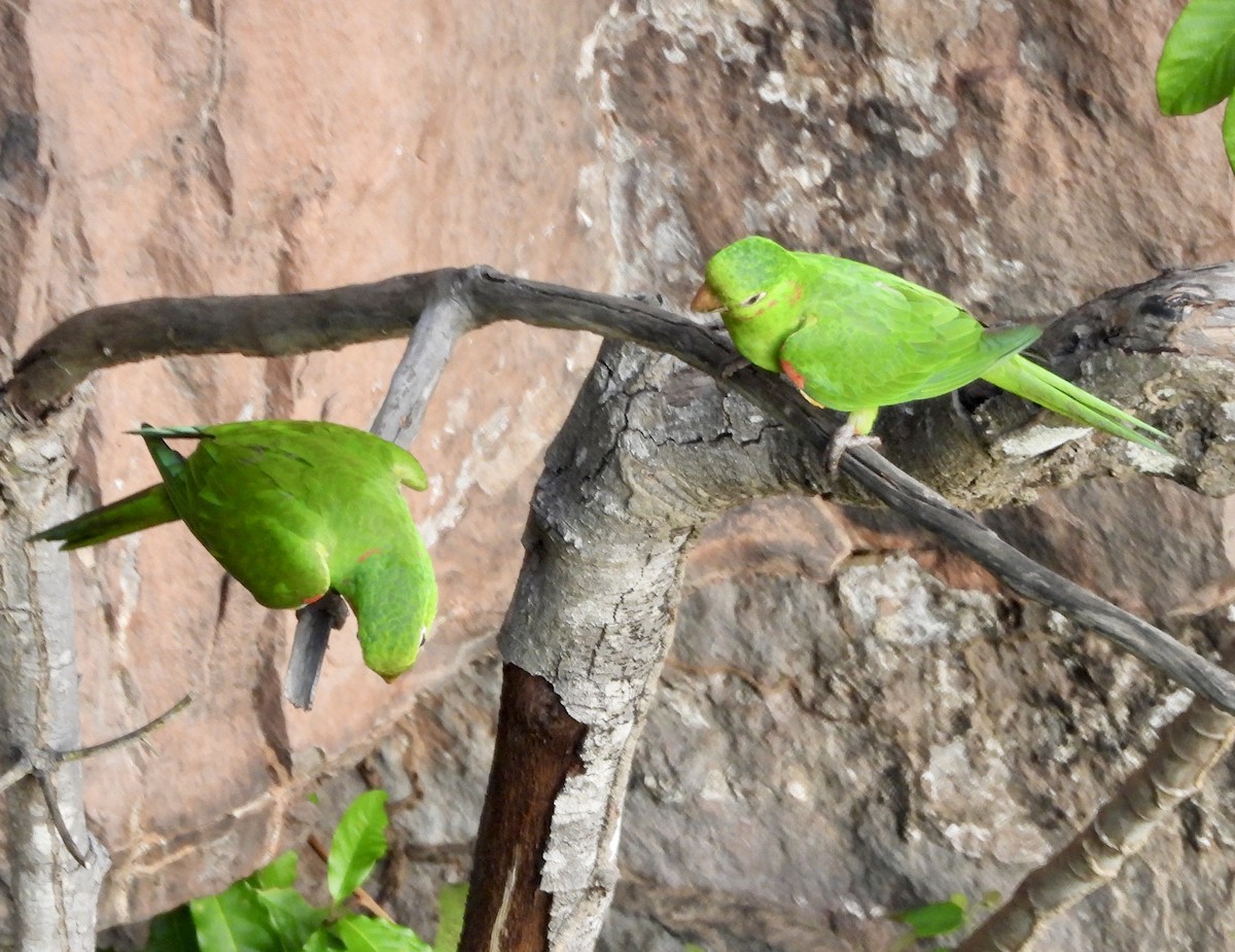 White-eyed Parakeet - bob butler