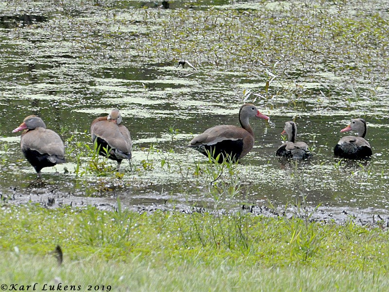 Black-bellied Whistling-Duck - Karl Lukens