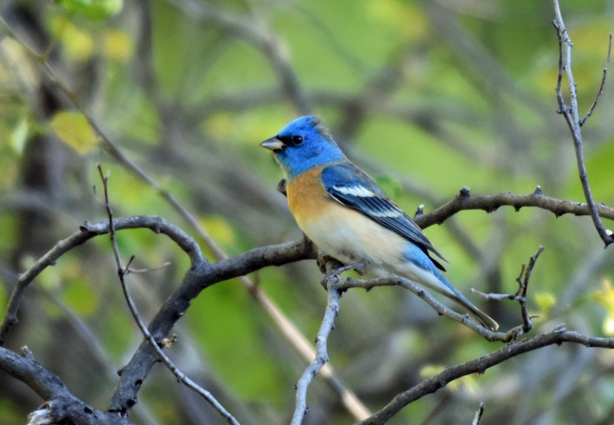 Lazuli Bunting - ML163123951