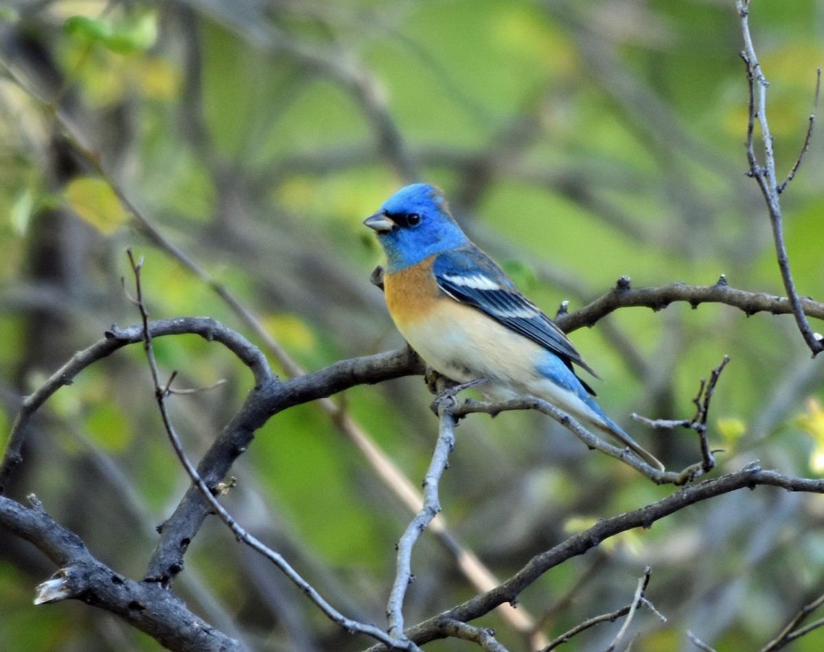 Lazuli Bunting - ML163123971