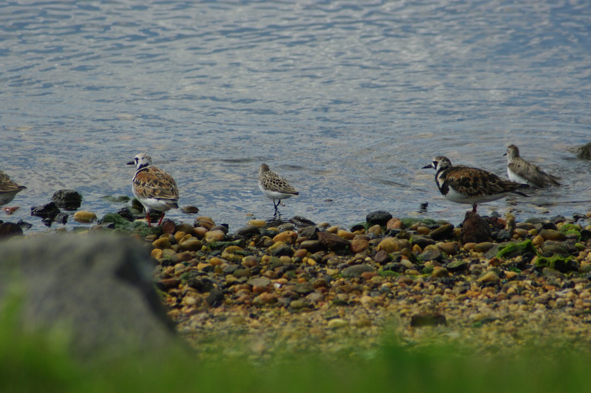 Semipalmated Sandpiper - Vincent Glasser