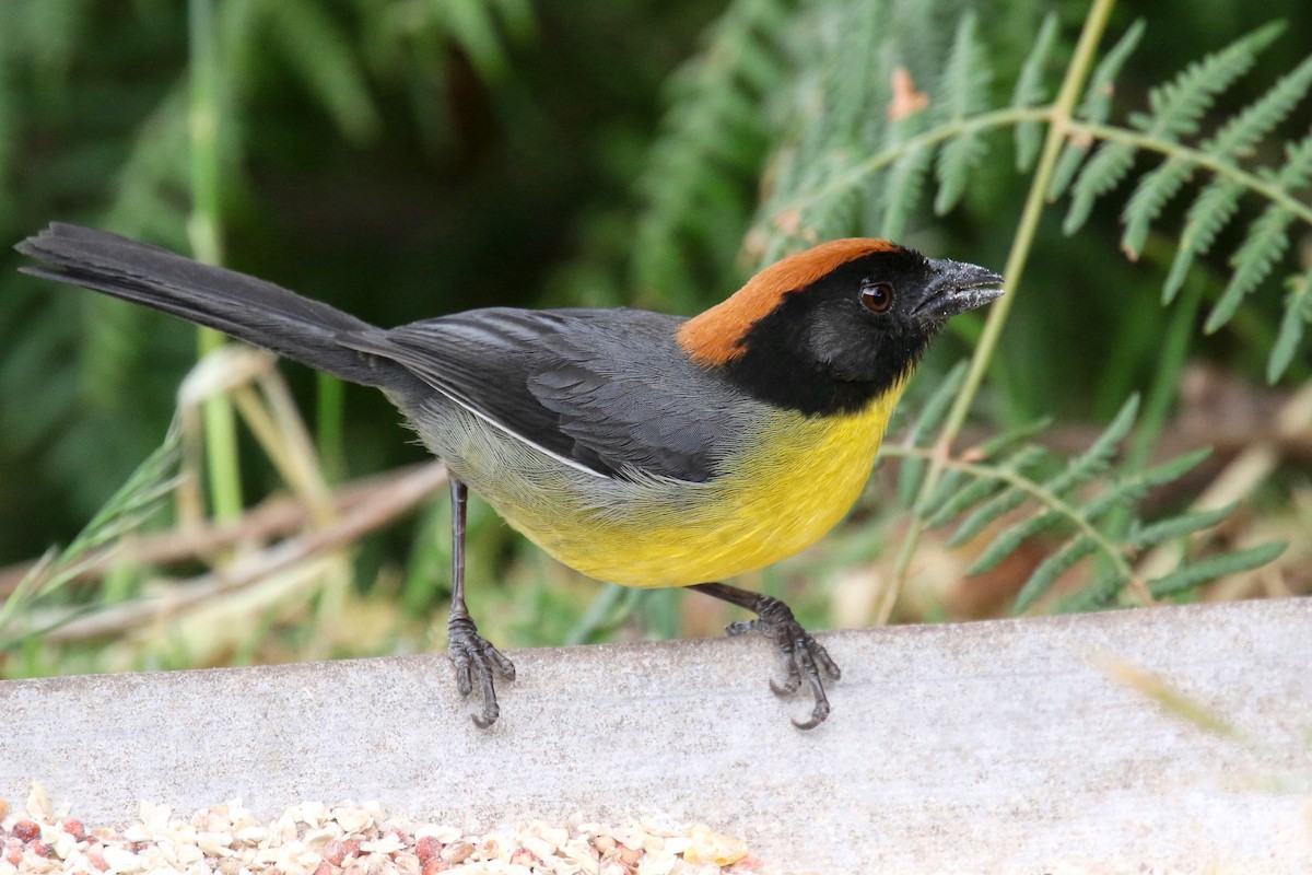 Yellow-breasted Brushfinch (nigrifrons) - ML163126211