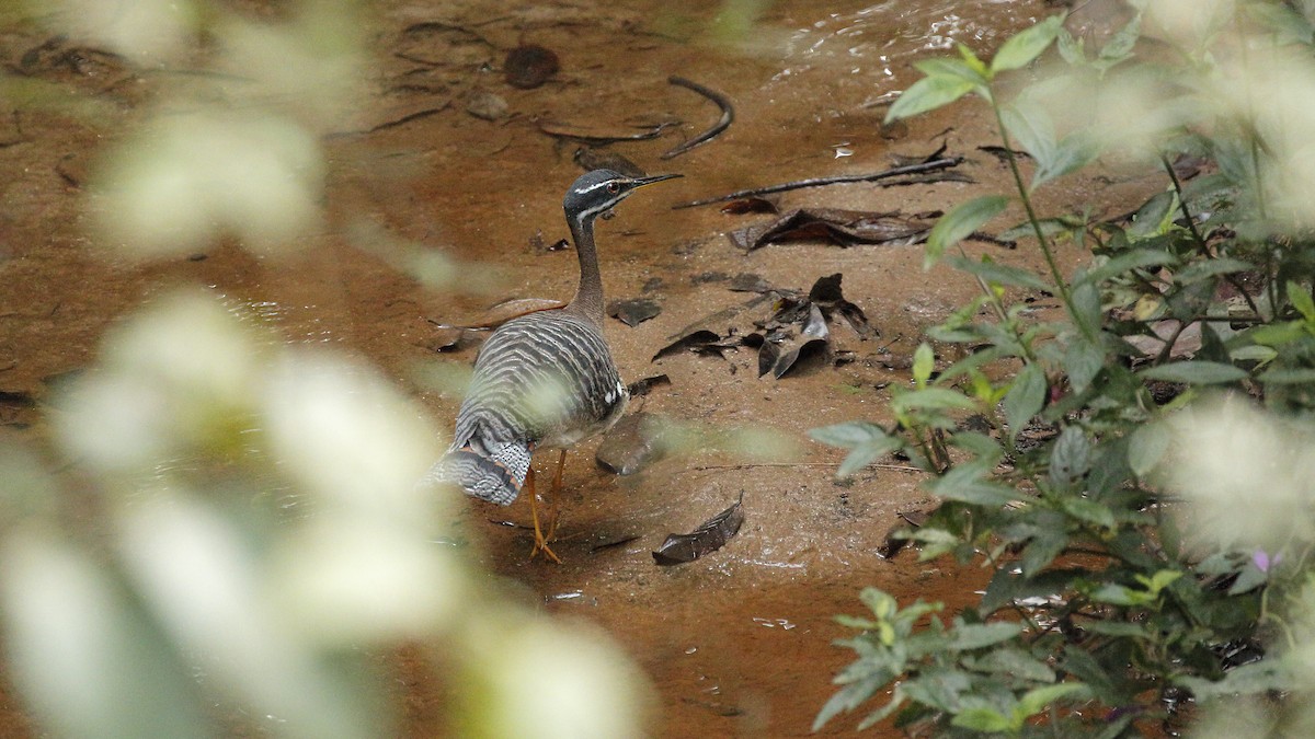 Sunbittern - ML163127231
