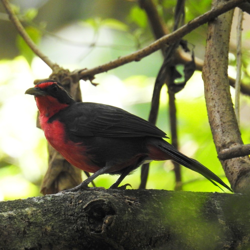 Rosy Thrush-Tanager - ML163128571