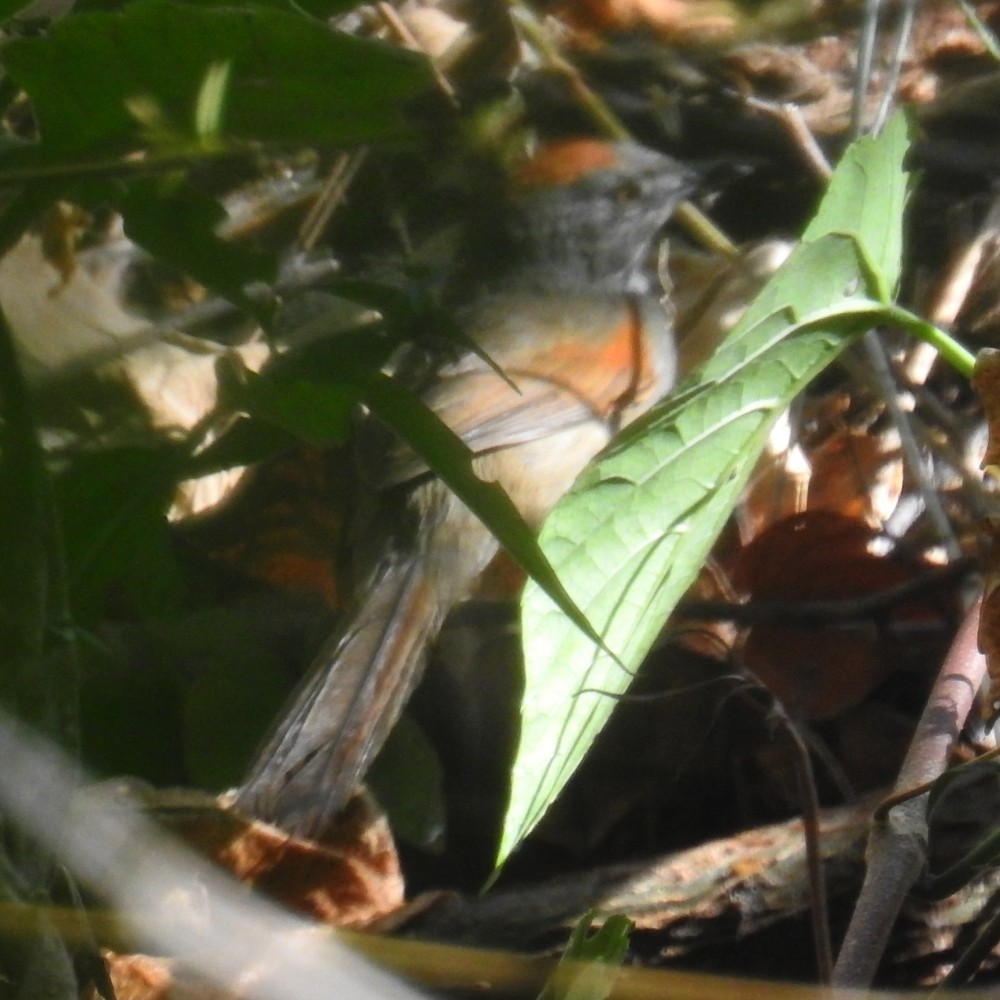 Pale-breasted Spinetail - ML163128741