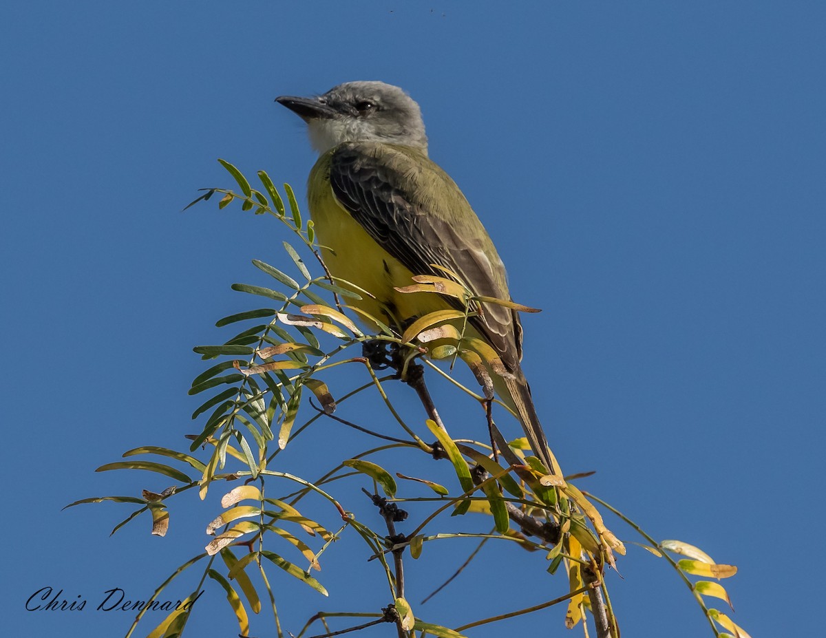 Couch's Kingbird - ML163129721