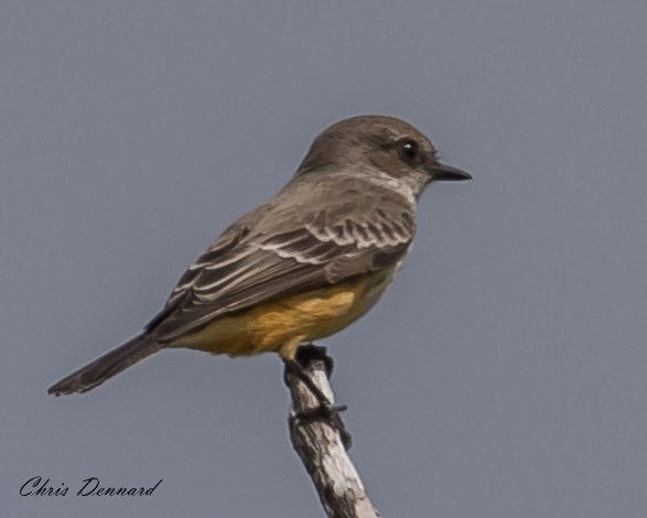 Vermilion Flycatcher - ML163129941