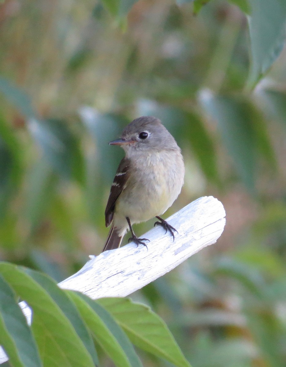 Gray/Dusky Flycatcher - ML163129971