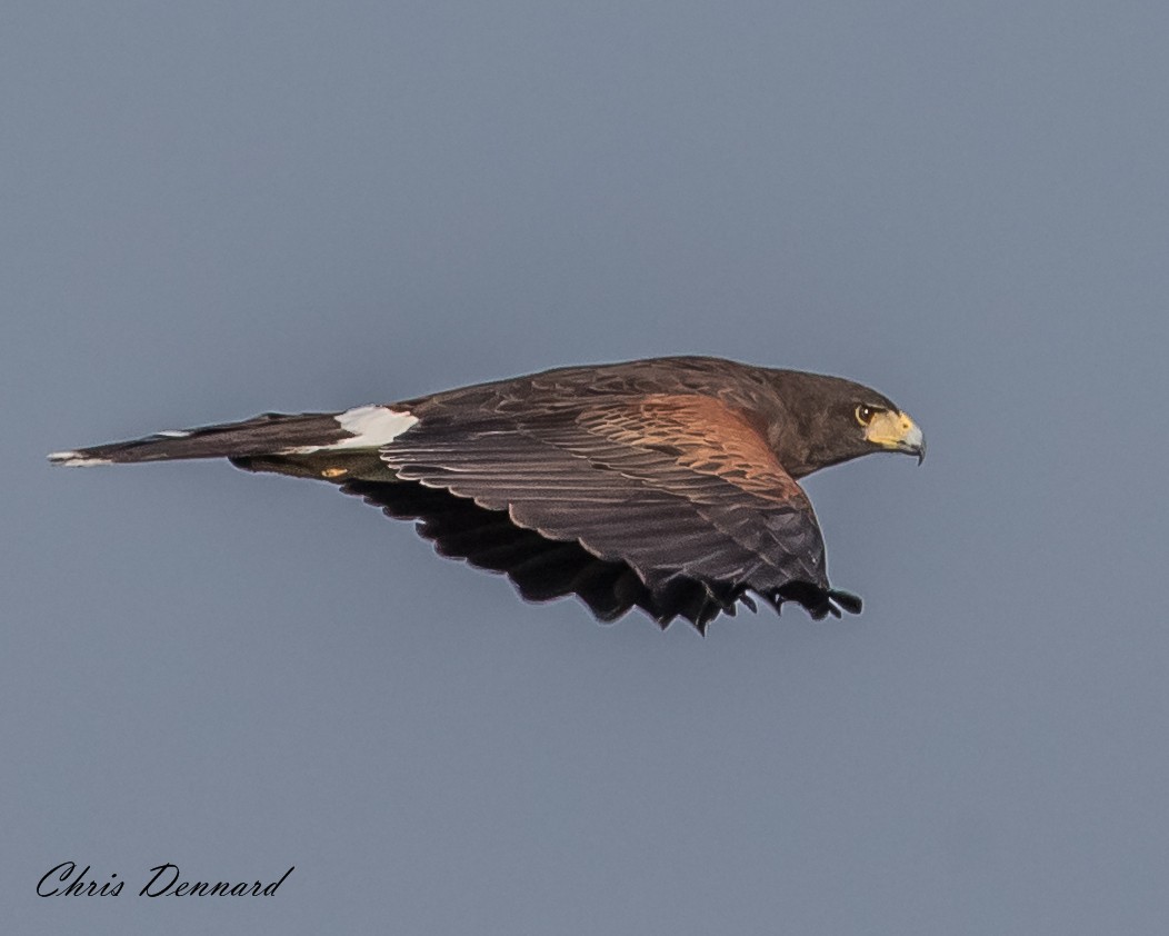 Wüstenbussard - ML163130001