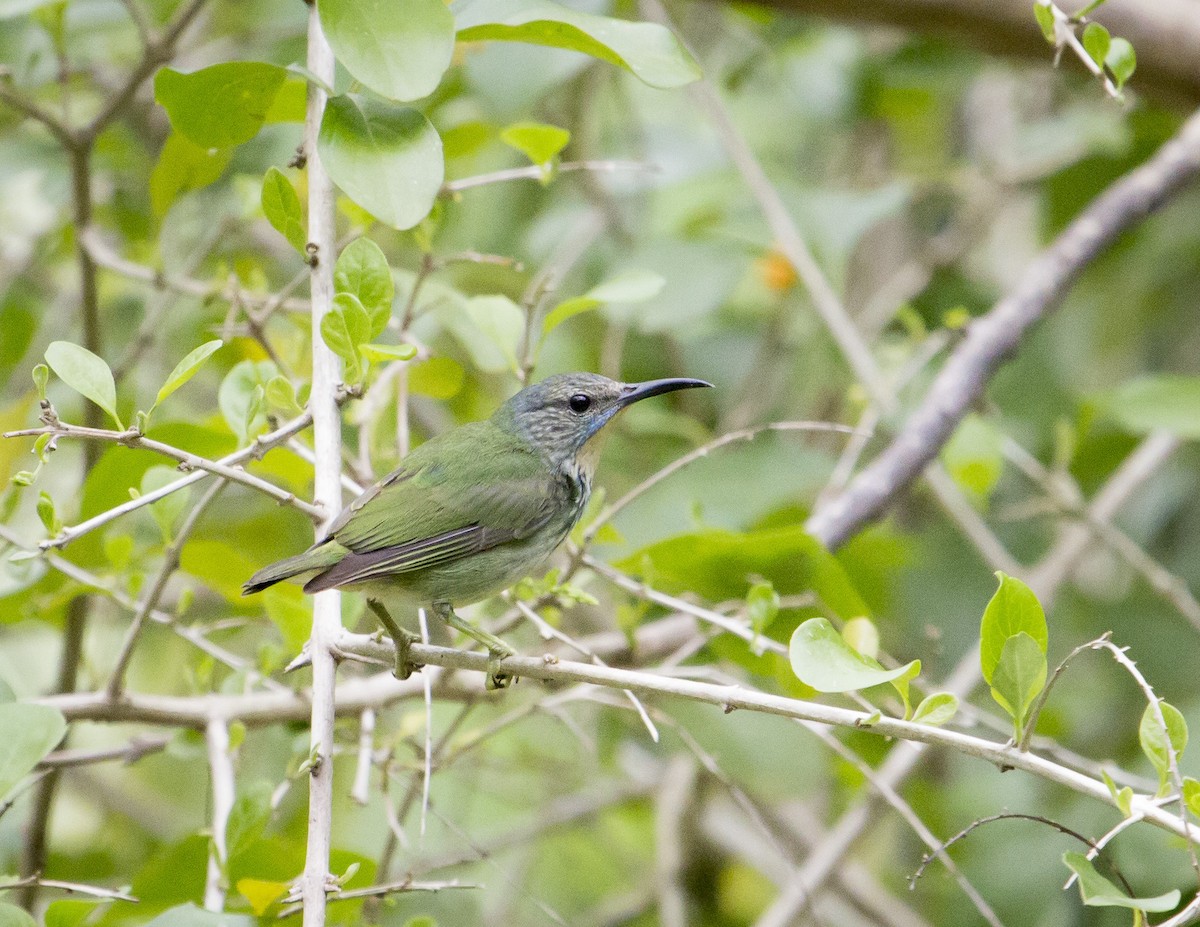 Shining Honeycreeper - ML163130381