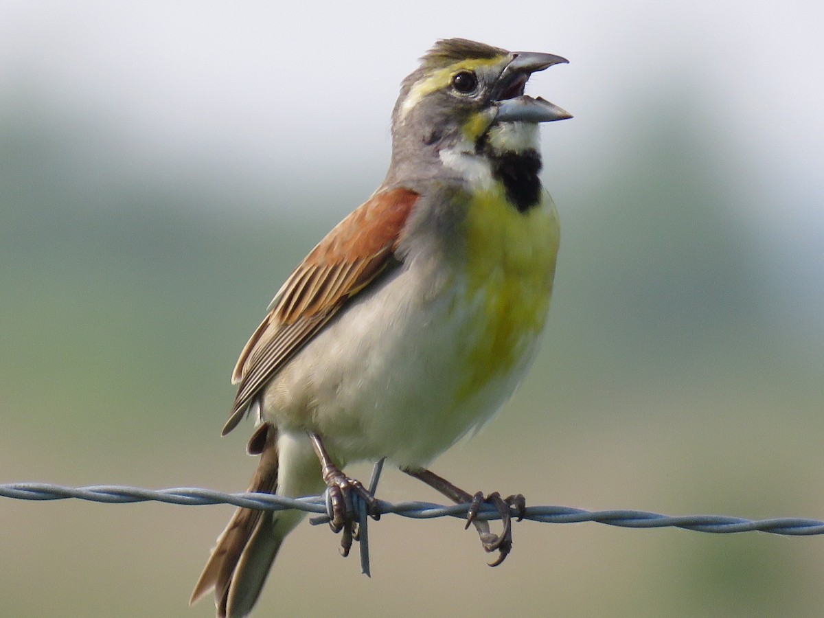 Dickcissel - ML163131461