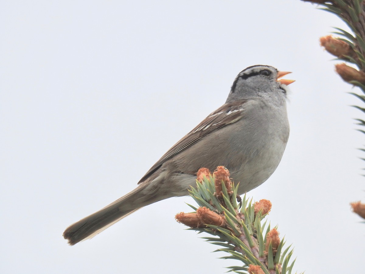 White-crowned Sparrow - ML163132411