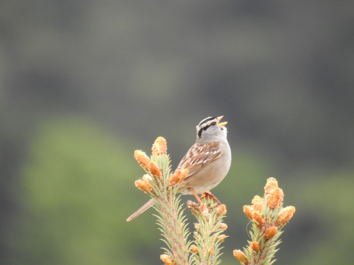 White-crowned Sparrow - ML163132421