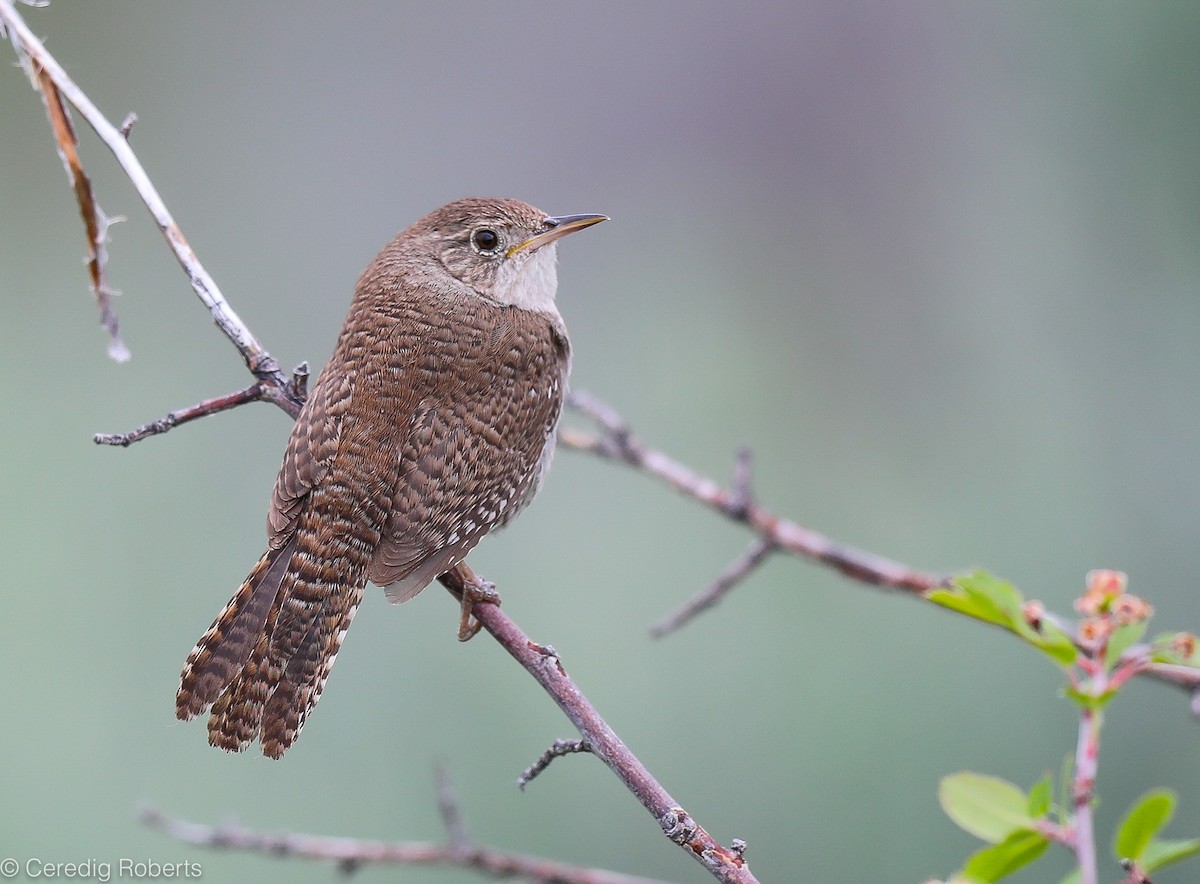 Northern House Wren - Ceredig  Roberts