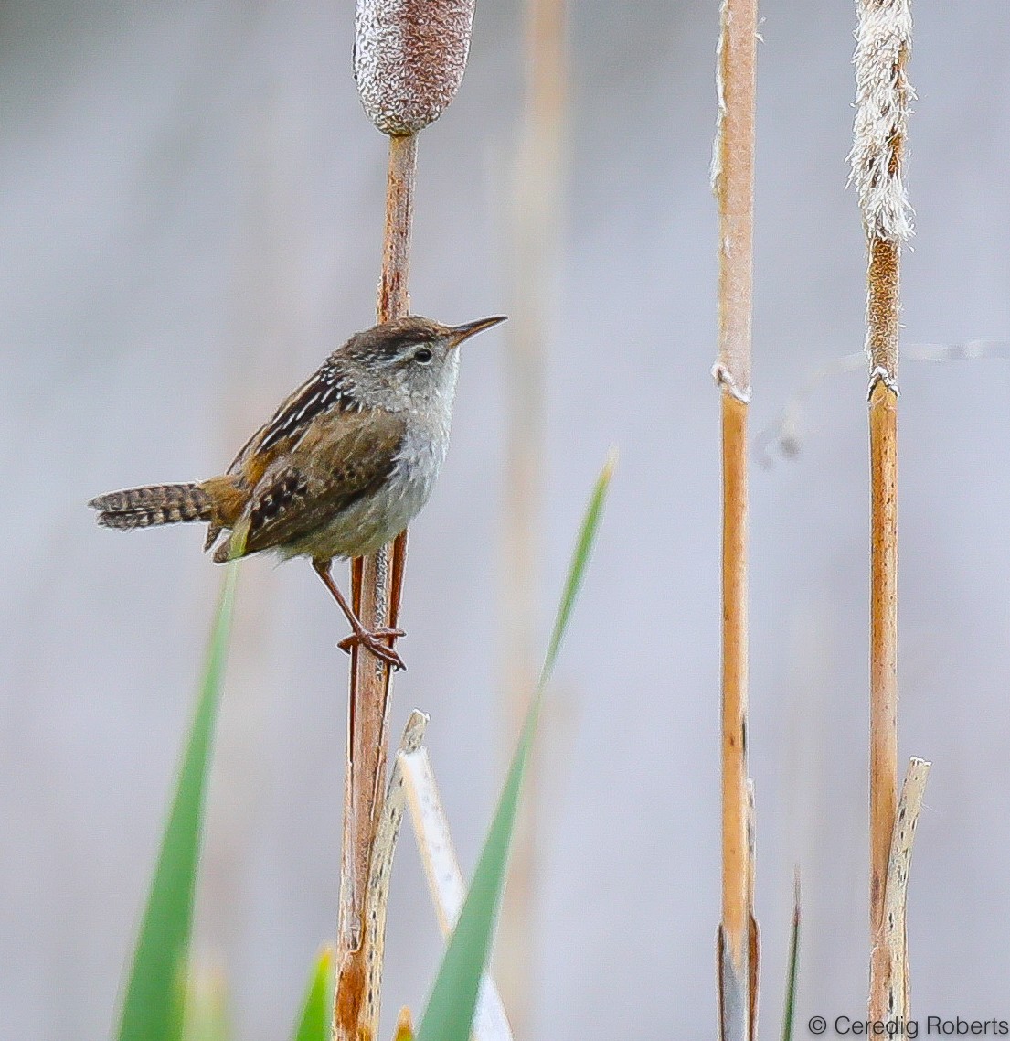 Marsh Wren - ML163132551