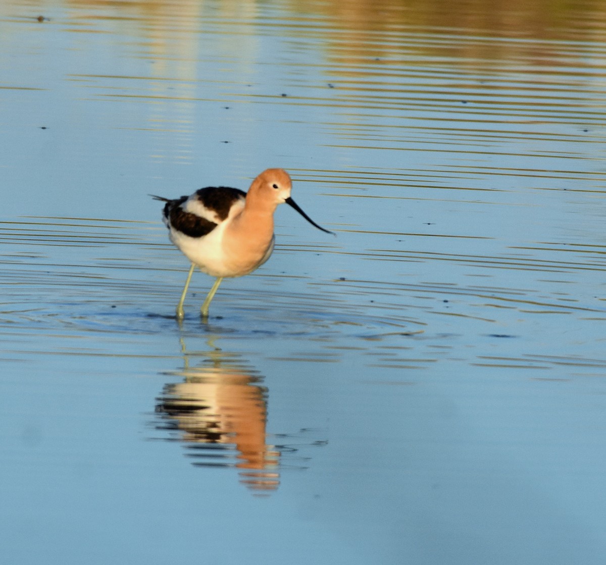 Avoceta Americana - ML163132651