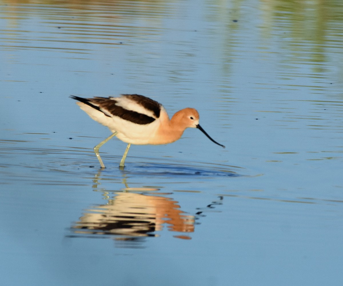 Avocette d'Amérique - ML163132661