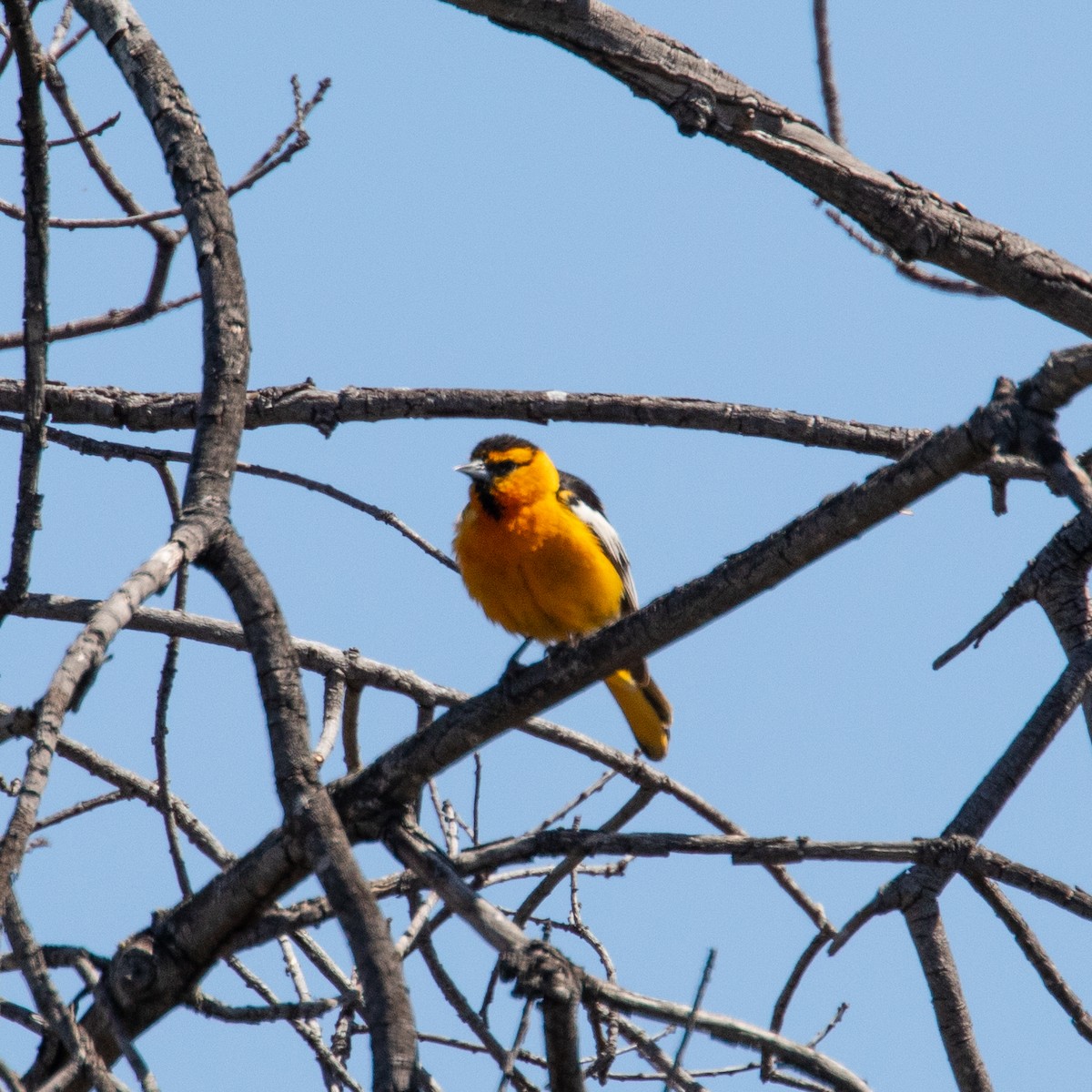 Bullock's Oriole - ML163134511