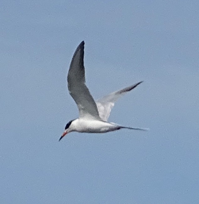 Common Tern - ML163134761