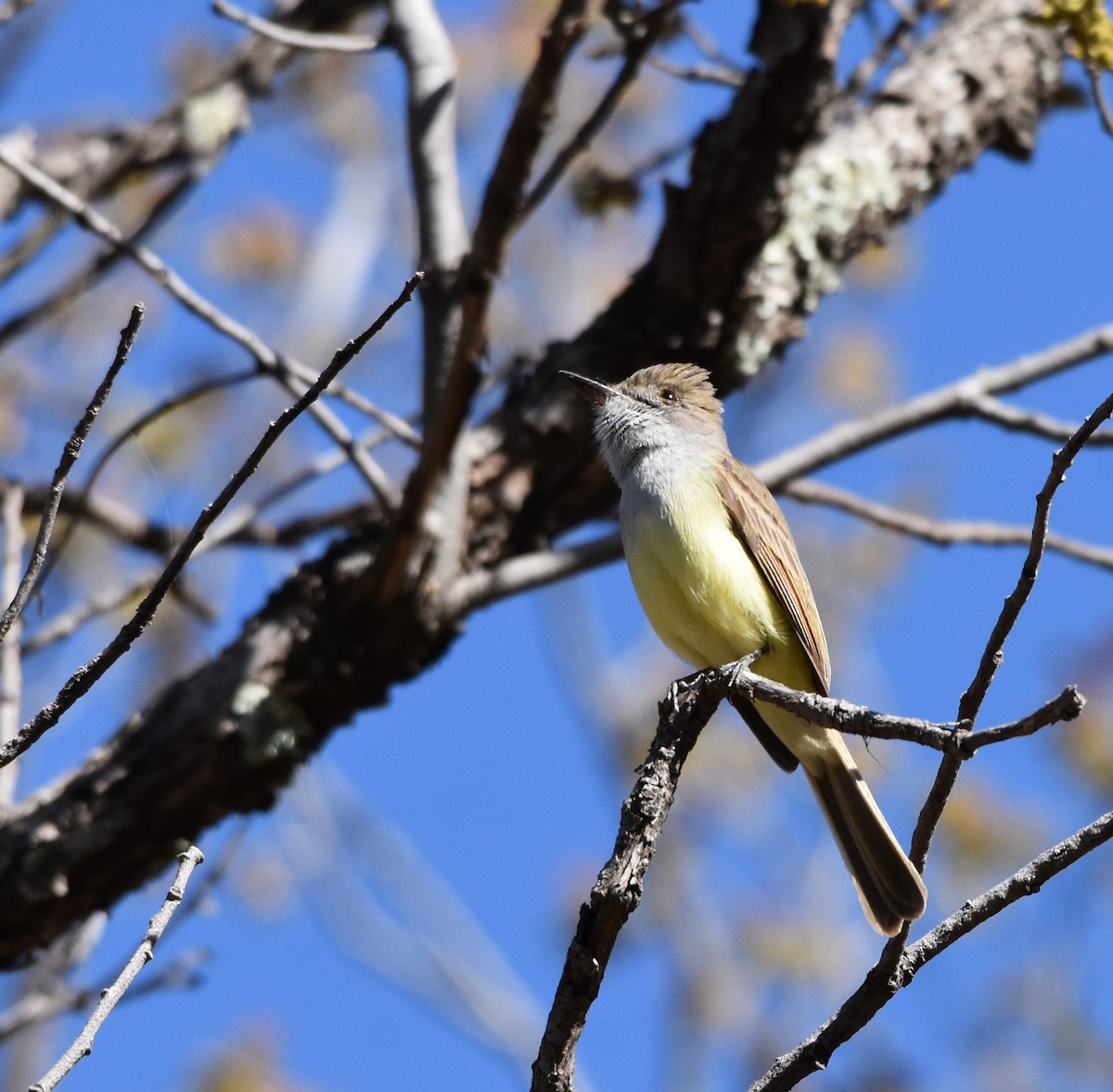 Dusky-capped Flycatcher - ML163134851