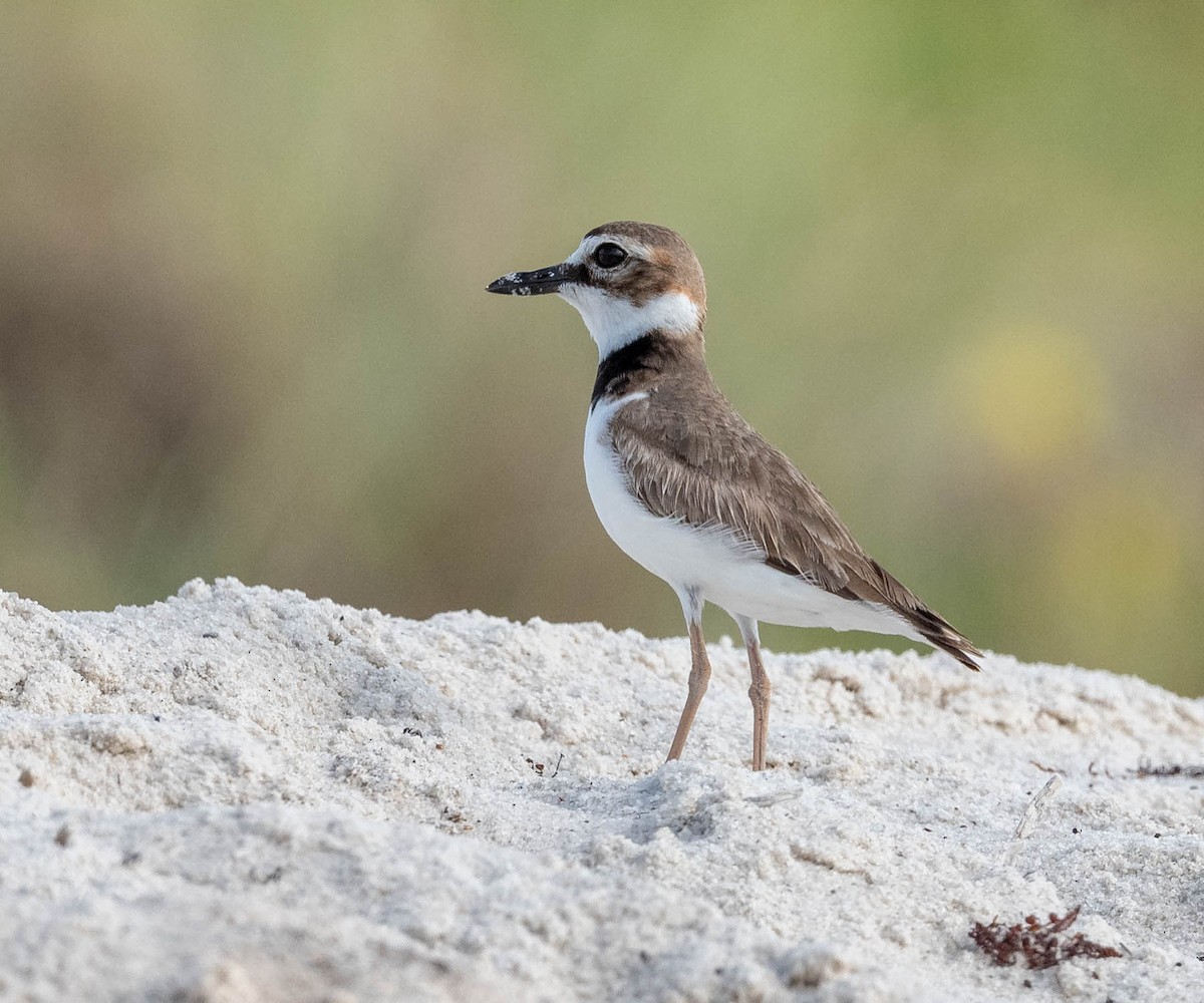 Wilson's Plover - David Hall