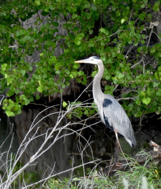 Great Blue Heron - ML163136511