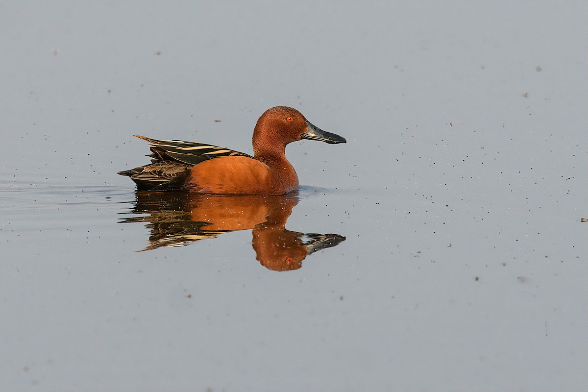 Cinnamon Teal - ML163136541