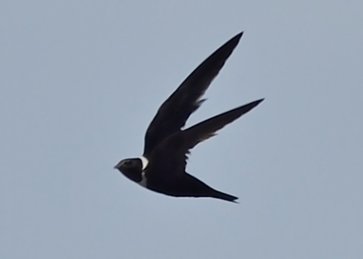 White-collared Swift - Michiel Oversteegen