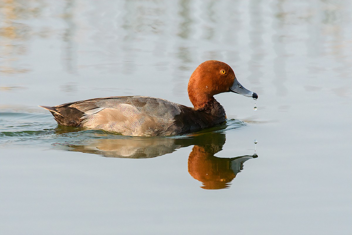 Redhead - ML163136771