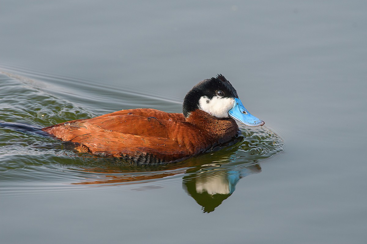 Ruddy Duck - ML163136941