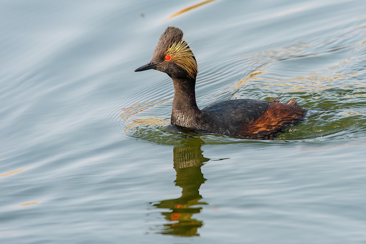 Eared Grebe - ML163137511