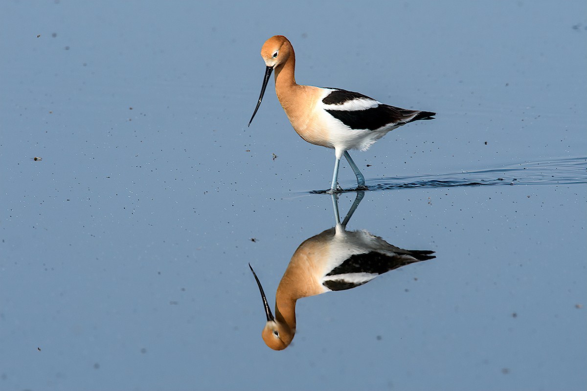 Avoceta Americana - ML163137821