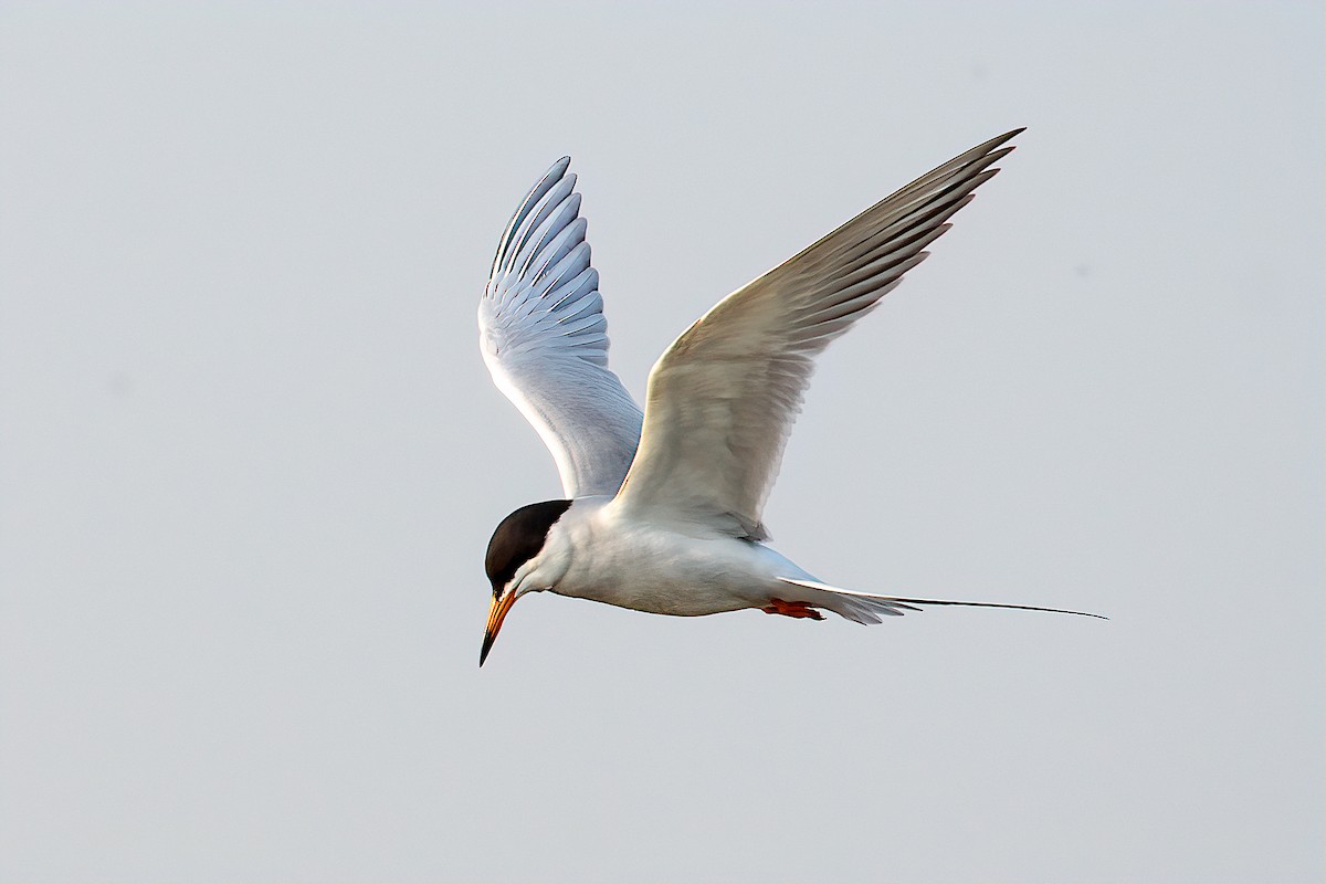 Forster's Tern - ML163139081