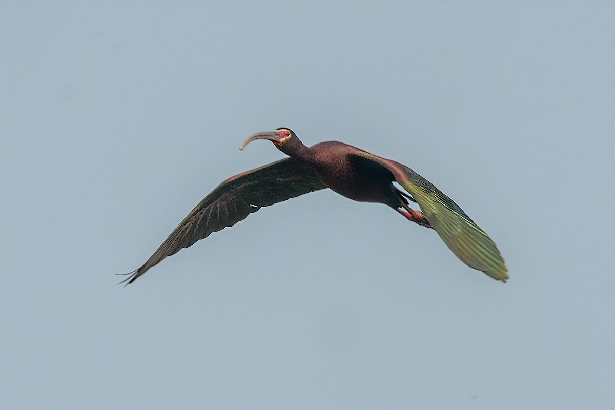 White-faced Ibis - ML163139221