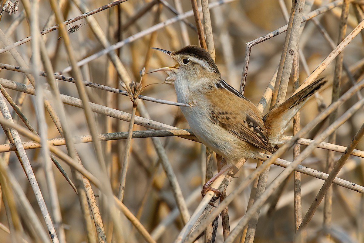 Marsh Wren - ML163140341