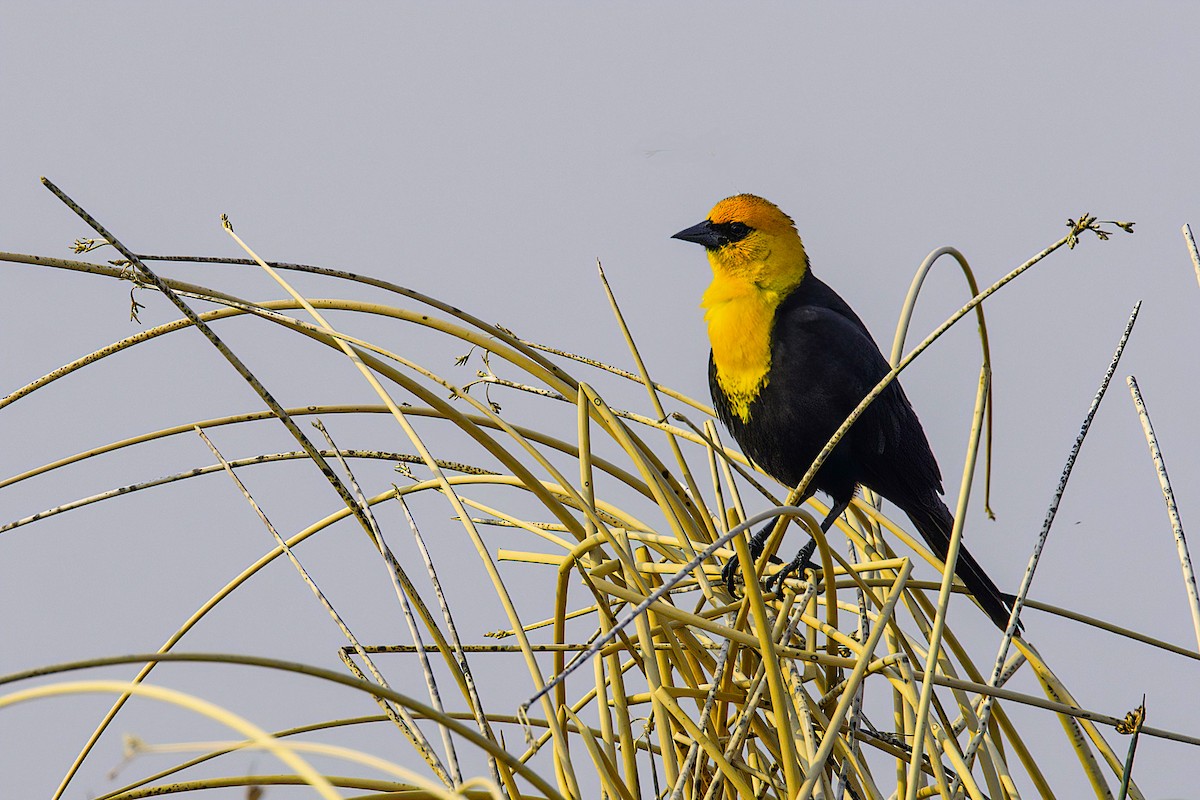 Yellow-headed Blackbird - ML163140591